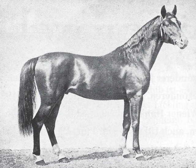 Tajar 1873 ( Tajar 1862 x Obeja 1862) bay  Saqlawy Gidran, tail mare Hassfoura 1811