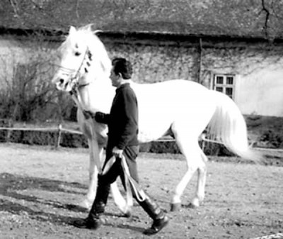 Siglavy Bagdady VI 1949 (Siglavy Bagdady V 1939 x 250 Kuhaylan Haifi I 1941)  tail female 216 Semrie Kuhaylah Umm Urkub