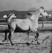 <b>Description: </b>ANSATA IBN AZIZA (Ansata Halima Son x Ansata Aziza by *Ansata Ibn Halima)<br/><b>Copyright: </b>Susan McAdoo