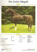 <b>Description: </b>Ibn Galal (Magdi) ( Galal x Mohga) 1966 Hadban Enzahi ELITE Stallion<br/>