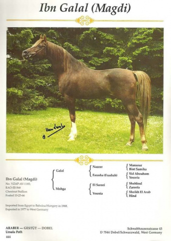 Ibn Galal (Magdi) ( Galal x Mohga) 1966 Hadban Enzahi ELITE Stallion