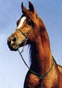 <b>Description: </b>Ibn Galal (Magdi) ( Galal x Mohga) 1966 Hadban Enzahi ELITE Stallion<br/>