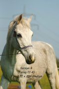 <b>Description: </b>Soraya B/ Farag II-4 (Farag II x 204 Ghalion 1976) 1990.    Tail female: 60 Adjuze Koheilah Sheykhan<br/>