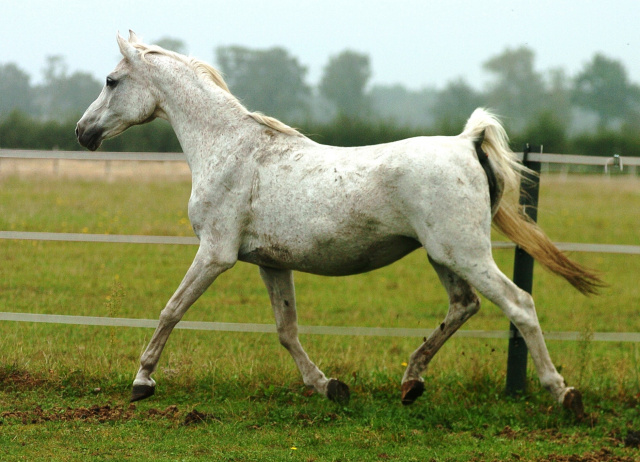 Soraya B/ Farag II-4 (Farag II x 204 Ghalion 1976) 1990.    Tail female: 60 Adjuze Koheilah Sheykhan