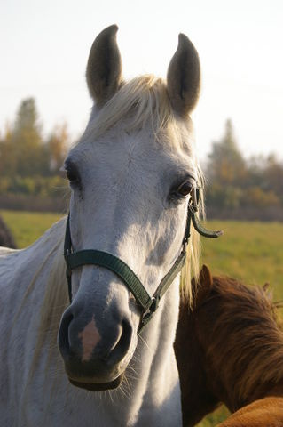 Soraya B/ Farag II-4 (Farag II x 204 Ghalion 1976) 1990.    Tail female: 60 Adjuze Koheilah Sheykhan