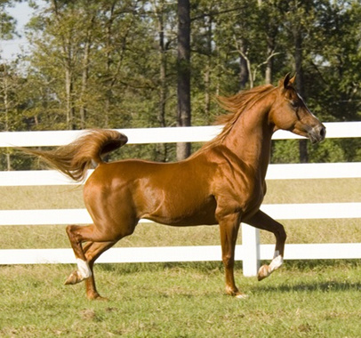 TAMMENS KISMET (Tammen x Zubbediya by Almas Razal)