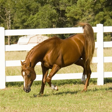 TAMMENS KISMET (Tammen x Zubbediya by Almas Razal)