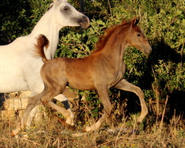 <b>Description: </b>Halypa Saqr (Sheikh Mahrus x Ansata Halisha) 2014.  Dahman Shahwan Photographed in Halypa Al Duhaymat St.<br/><b>Copyright: </b>Annalisa Monticelli photo