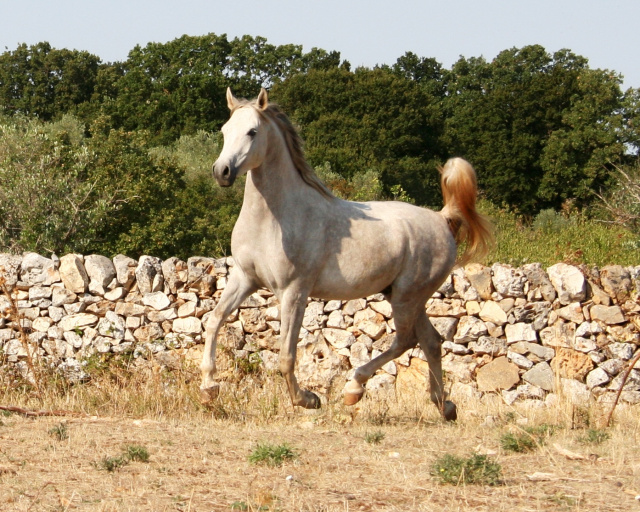 Halypa Saqr (Sheikh Mahrus x Ansata Halisha) 2014.  Dahman Shahwan Photographed in Halypa Al Duhaymat St. August 2017