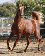 <b>Description: </b>Aziz Ibn Lebinon MH (Lebinon Al Shaqab x Bint Aziza MH)<br/><b>Copyright: </b>Christine Emmert