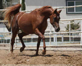 <b>Description: </b>Aziz Ibn Lebinon MH (Lebinon Al Shaqab x Bint Aziza MH)<br/><b>Copyright: </b>Christine Emmert