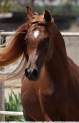 <b>Description: </b>Aziz Ibn Lebinon MH (Lebinon Al Shaqab x Bint Aziza MH)<br/><b>Copyright: </b>Christine Emmert