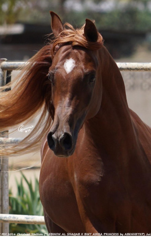 Aziz Ibn Lebinon MH (Lebinon Al Shaqab x Bint Aziza MH)