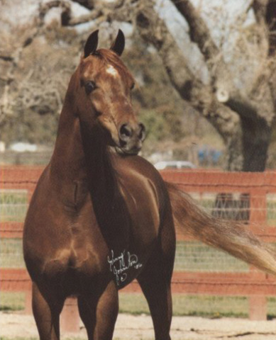 EL MAJIID (*Ansata Ibn Halima x *Ansata Jellabua by Ansata Ibn Sudan)