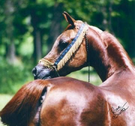 <b>Description: </b>EL MAJIID (*Ansata Ibn Halima x *Ansata Jellabua by Ansata Ibn Sudan)<br/>