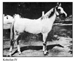 Koheilan IV 1904 ( Koheilan II 1887 x 124 O'Bajan 1898) Tail female 96 Dahama 1853 a Saqlawiyah