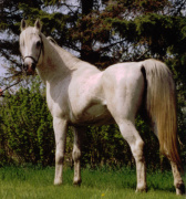 <b>Description: </b>MOON SONN (El Hilal x Nafairtiti by *Morafic)<br/><b>Copyright: </b>Arabian Knights - Robin and Tracey (nee Shivak) Anderson