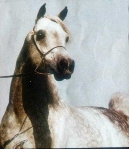 IMPERIAL MAHZEER (Imperial Madheen x Maar Bilahh by El Halimar)