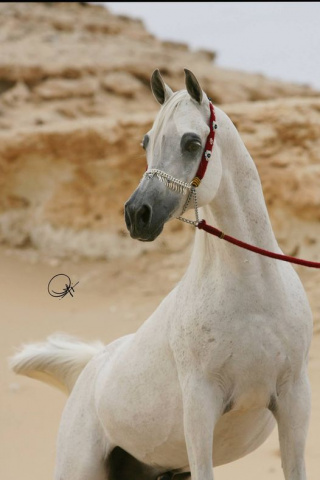 IMPERIAL MAHZEER (Imperial Madheen x Maar Bilahh by El Halimar)