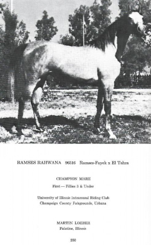 RAMSES RAHWANA (*Ramses Fayek x El Tahra by Nasralla)