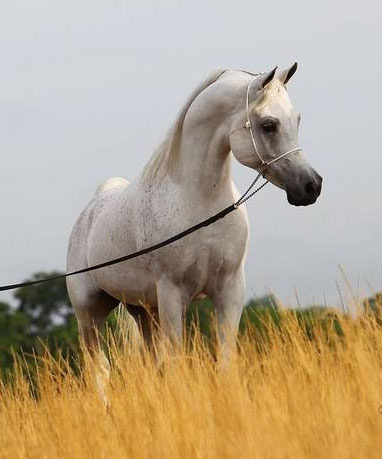 LAHEEB AL NASSER (Al Adeed Al Shaqab x Bint Saida Al Nasser by Imperial Mahzeer)