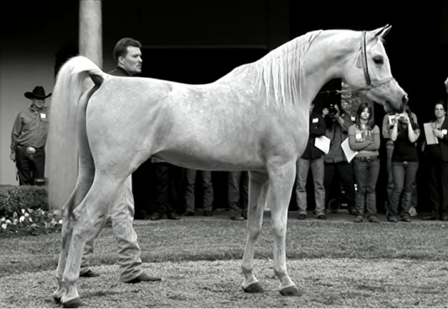 LAHEEB AL NASSER (Al Adeed Al Shaqab x Bint Saida Al Nasser by Imperial Mahzeer)