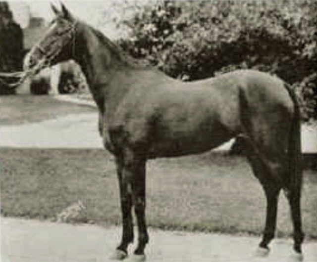 BINT SERRA I (Sotamm x Serra by Sahab)