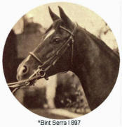 <b>Description: </b>BINT SERRA I (Sotamm x Serra by Sahab)<br/>