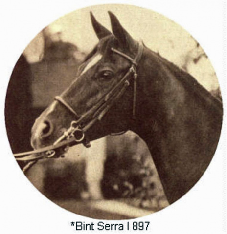 BINT SERRA I (Sotamm x Serra by Sahab)