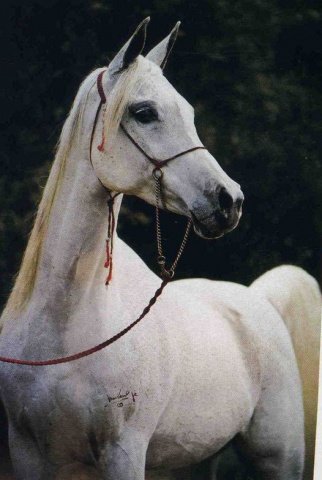 IMPERIAL IMPHAYANA (Ansata Imperial x Imperial Phanadah by *Ibn Moniet El Nefous)