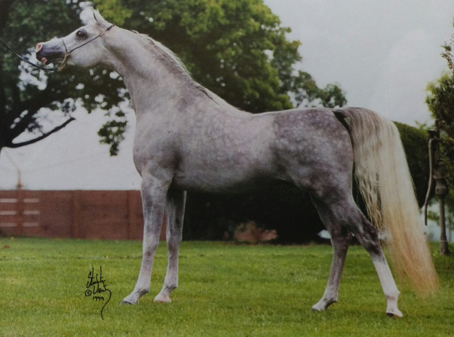 IMPERIAL BAAREZ ( PVA Kariim x BB Ora Kalilah by Orashan)