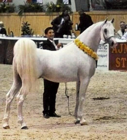 IMPERIAL BAAREZ ( PVA Kariim x BB Ora Kalilah by Orashan)