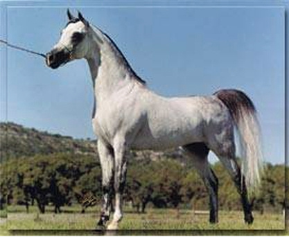 IBN SHAIKH (Shaikh Al Badi x *Bint Alaa El Din by Alaa El Din)