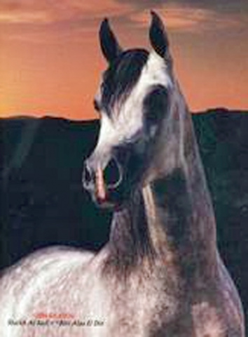 IBN SHAIKH (Shaikh Al Badi x *Bint Alaa El Din by Alaa El Din)