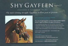 <b>Description: </b>SHY GAFEEN++++// (Safeen x Gayleen RCA by The Minstril)  <br/>