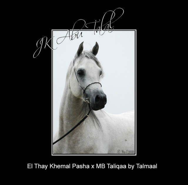 JK ABU TALAL    (El Thay Khemal Pasha x MB Taliqaa by Talmaal)