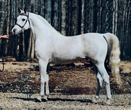 <b>Description: </b>MASRI (*Morafic x Rusa by Zab) 1978 Show Record: Undefeated at Halter and beaten only once in Park (as per ad)<br/>