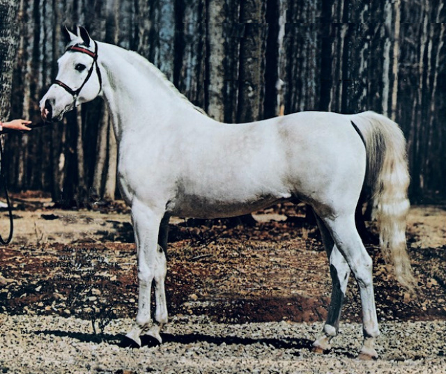 MASRI (*Morafic x Rusa by Zab) 1978 Show Record: Undefeated at Halter and beaten only once in Park (as per ad)