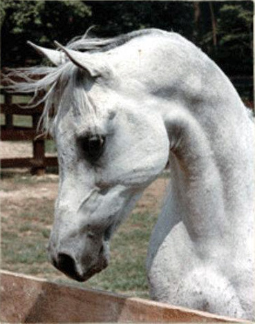 ANSATA IBN AZIZA (Ansata Halima Son x Ansata Aziza by *Ansata Ibn Halima)