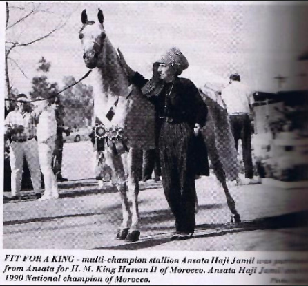 ANSATA HAJI JAMIL (*Jamilll x Ansata Delilah by Ansata Shah Zaman)