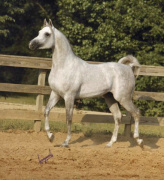 <b>Description: </b>ANSATA HAJI JAMIL (*Jamilll x Ansata Delilah by Ansata Shah Zaman)<br/><b>Copyright: </b>Jerry Sparagowski Photography