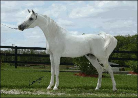 <b>Description: </b>THE MOHAVE (The Minstril x Topheta by *Nagid)<br/><b>Copyright: </b>Jim Wright Horse Photography/Cressant Hill Arabians