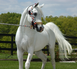 <b>Description: </b>THE MOHAVE (The Minstril x Topheta by *Nagid)<br/><b>Copyright: </b>Jim Wright Horse Photography/Cressant Hill Arabians