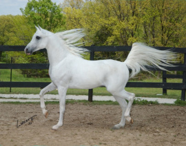 <b>Description: </b>THE MOHAVE (The Minstril x Topheta by *Nagid)<br/><b>Copyright: </b>Jim Wright Horse Photography/Cressant Hill Arabians