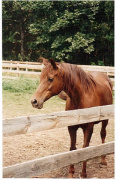 <b>Description: </b>Bint Bahretta (Serr Rou x Bahretta) 1978 Dahmah Shahwaniyah. Here as aged mare in Beate Wallawach home<br/>