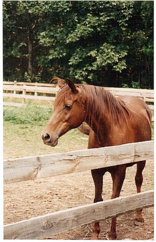 Bint Bahretta (Serr Rou x Bahretta) 1978 Dahmah Shahwaniyah. Here as aged mare in Beate Wallawach home