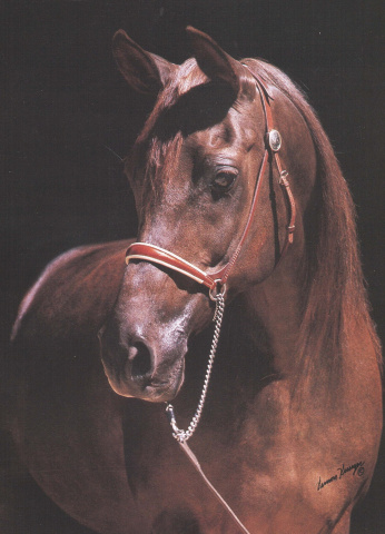 Bint Bahretta (Serr Rou x Bahretta) 1978 Dahmah Shahwaniyah. 