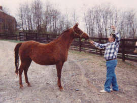 <b>Description: </b>Bint Bahretta (Serr Rou x Bahretta) 1978 Dahmah Shahwaniyah.  Here with Nelson Ruiz in 1991<br/>