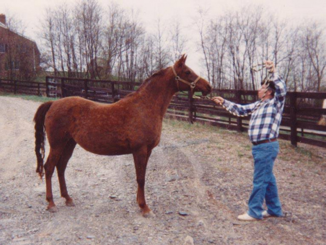 Bint Bahretta (Serr Rou x Bahretta) 1978 Dahmah Shahwaniyah.  Here with Nelson Ruiz in 1991