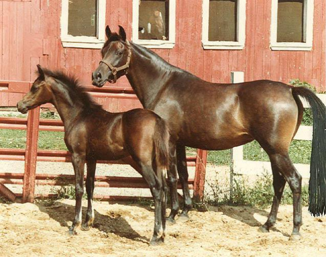 LCA Bint Serabah (Serr Rou x Serabah) 1979 Dahmah Shahwaniyah